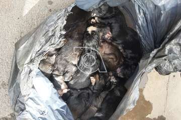 Macabro hallazgo de 9 cachorros muertos en el interior de un cubo de la basura en Telde/TA.